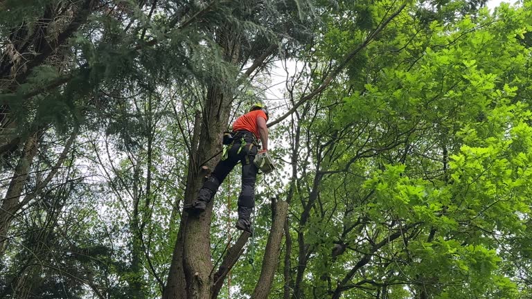 Best Tree Maintenance Programs  in Riverdale, UT